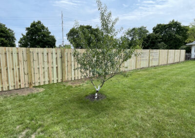 Wooden fence in a grassy yard with a small tree wrapped in protective material